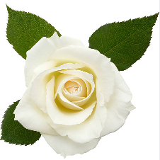 Rosa blanca